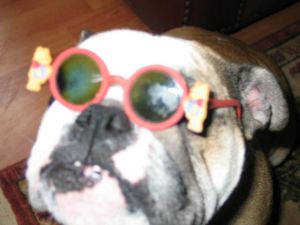Natile the beautiful dog